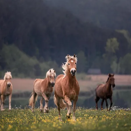 Casa vacanze Ilsenhof Am Turnersee Obersammelsdorf